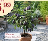Aktuelle Obstbaum Angebote bei Garten-Center Nordharz GmbH & Co. KG in Braunschweig Aktuelles Pflaume Angebot bei Garten-Center Nordharz GmbH & Co. KG in Braunschweig ab 26,99 €