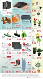 Jawoll Orchidee im Prospekt 