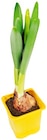 Aktuelle Blumen Angebote bei REWE in Hannover Aktuelles Narzisse Angebot bei REWE in Hannover ab 0,79 €