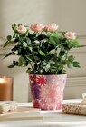 Promo Rosier pot 13 cm dans un cache pot à 7,99 € dans le catalogue Intermarché Contact à Vitrolles