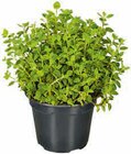 Hagebaumarkt Neubrandenburg - Italienische Kräuter Angebot im Prospekt Italienische Kräuter bei Hagebaumarkt im Neubrandenburg Prospekt für 2,49 €