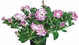 Hängepetunie 'Pink Sky' von  im aktuellen Dehner Garten-Center Prospekt für 2,99 €