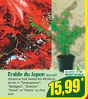 Promo Erable du Japon à 15,99 € dans le catalogue Norma à Herbsheim