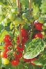 toom Baumarkt Potsdam - Balkongemüse Angebot im Prospekt Balkongemüse bei toom Baumarkt im Potsdam Prospekt für 7,99 €