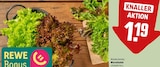 Wurzelsalat »Salattrio« Angebote bei REWE Rostock für 1,19 €
