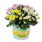Chrysanthème multifleur - Lidl à Choisy-le-Roi Chrysanthème multifleur en promo chez Lidl Choisy-le-Roi à 1,99 €