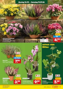 Blumen im aktuellen Netto Marken-Discount Prospekt (Saarbrücken) Blumen im Netto Marken-Discount Prospekt "Aktuelle Angebote" mit 67 Seiten (Saarbrücken)