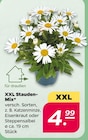 XXL Stauden Mix für 4,99 € bei Netto mit dem Scottie im Angebot XXL Stauden Mix im aktuellen Netto mit dem Scottie Prospekt