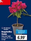 Bougainvillea Stamm für 6,99 € bei Lidl im Angebot Bougainvillea Stamm im aktuellen Lidl Prospekt