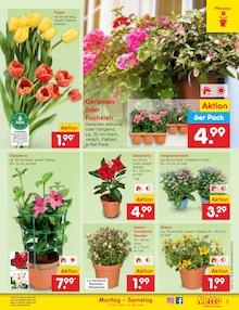 Geranien im Netto Marken-Discount Prospekt "Aktuelle Angebote" mit 60 Seiten (Cottbus)