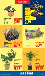Prix et réduction Plante D'intérieur dans le prospectus Lidl en cours Offre Plante D'intérieur dans le catalogue Lidl du moment à la page 29