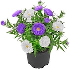Aster Duo Angebote bei REWE Norderstedt für 1,79 €