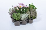 Herbstpflanzenmix Angebote bei Lidl Singen für 5,99 €