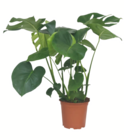 Angebot im toom Baumarkt Planegg Prospekt toom Baumarkt Planegg Prospekt mit im Angebot für 17,99 €
