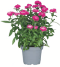 Aster bei toom Baumarkt im Duisburg Prospekt für 2,99 €
