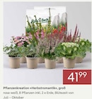Pflanzen Kölle Dallgow-Döberitz - Pflanzenkreation »Herbstromantik«, groß Angebot im Prospekt Pflanzenkreation »Herbstromantik«, groß bei Pflanzen Kölle im Dallgow-Döberitz Prospekt für 41,99 €