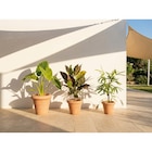 Pot terre cuite Constanza dans le catalogue Carrefour