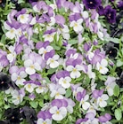 Stiefmütterchen Viola F1 oder Hornveilchen Viola Cornuta von  im aktuellen Kiebitzmarkt Prospekt für 0,79 €