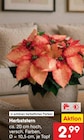 Herbststern im Angebot bei Netto Marken-Discount in Stade Herbststern Angebote bei Netto Marken-Discount Stade für 2,99 €