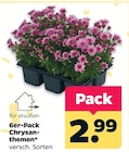 Chrysanthemen bei Netto mit dem Scottie im Prospekt "" für 2,99 €