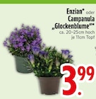 Enzian im Angebot bei EDEKA in Kempten Enzian Angebote bei EDEKA Kempten für 3,99 €