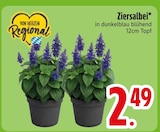 Ziersalbei  im aktuellen EDEKA Prospekt für 2,49 €