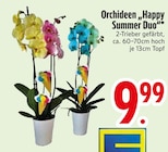 Orchideen 'Happy Summer Duo' von  im aktuellen EDEKA Prospekt für 9,99 €