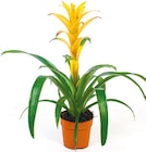 Bromelie im aktuellen Netto mit dem Scottie Prospekt