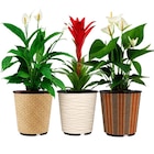 Plante fleurie - Carrefour à Montpellier Plante fleurie en promo chez Carrefour Montpellier à 6,99 €