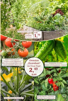 Pflanzen im Garten-Center Nordharz GmbH & Co. KG Prospekt "Wo Farben wachsen und Freude blüht!" mit 16 Seiten (Hannover)