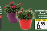 Gartennelke 'Oscar' von  im aktuellen EDEKA Prospekt für 6,99 €