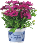 Marguerite du cap - GARDENLINE à 1,69 € dans le catalogue Aldi