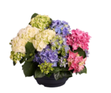 Hortensia Trio - Lidl à Troyes Hortensia Trio en promo chez Lidl Troyes à 14,99 €