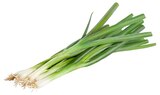 REWE Holzgerlingen - Lauchzwiebeln Angebot im Prospekt Lauchzwiebeln bei REWE im Holzgerlingen Prospekt für 0,59 €