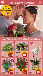 Baum im REWE Prospekt "Dein Markt" auf Seite 6