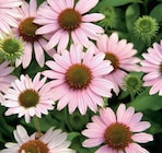 Aktuelle Blumen Angebote bei Hornbach in Dortmund Aktuelles Sonnenhut-Mix Angebot bei Hornbach in Dortmund ab 12,95 €