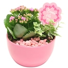 Compositions plantes fleuries en promo chez Carrefour Angers à 9,99 €