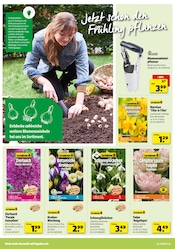 Aktueller Hagebaumarkt Prospekt mit Tulpen, "Feier mit uns die goldene Herbstzeit", Seite 4