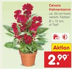 Celosia Hahnenkamm im Angebot bei Netto Marken-Discount in Würzburg Celosia Hahnenkamm Angebote bei Netto Marken-Discount Würzburg für 2,99 €