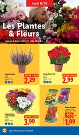Promos Chrysanthèmes dans le catalogue "Cap sur l'Italie !" de Lidl Chrysanthèmes en promo dans le catalogue Lidl à la page 28
