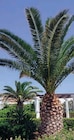 Phoenix Canariensis en promo chez Hyper U Phoenix Canariensis dans le catalogue Hyper U