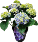 Bauernhortensien-Mix bei Hornbach im Niederzier Prospekt für 14,95 €