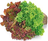 Wurzelsalat im REWE Prospekt Wurzelsalat von REWE Regional im aktuellen REWE Prospekt für 1,11 €
