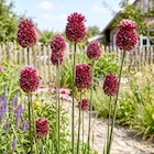 Alium Angebote bei Thomas Philipps Bergkamen für 2,59 €