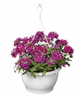 Suspension plantes fleuries dans le catalogue Lidl