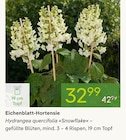 Eichenblatt-Hortensie Angebote bei Pflanzen Kölle Oranienburg für 32,99 €