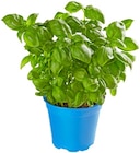 Bio Basilikum im REWE Prospekt Bio Basilikum von Naturland im aktuellen REWE Prospekt für 1,49 €