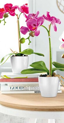 Deko-Orchidee-Phalaenopsis im Topf bei Ostermann in Dortmund Deko-Orchidee-Phalaenopsis im Topf im Angebot bei Ostermann Dortmund für 1,90 €