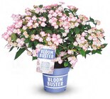 HORTENSIE BLOOMBUSTER' (HYDRANGEA) im OBI Prospekt HORTENSIE BLOOMBUSTER' (HYDRANGEA) von im aktuellen OBI Prospekt fĂŒr 24,99 âŹ