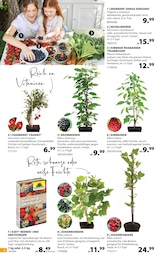 Erdbeeren im Dehner Garten-Center Prospekt "Aktuelle Angebote" auf Seite 6